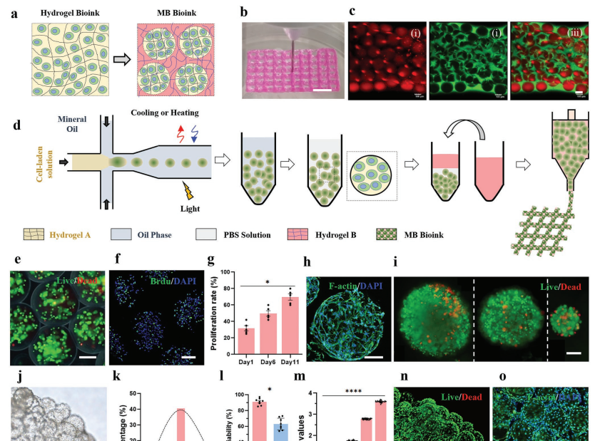 清華《AFM》3D打印載細(xì)胞的高保真微凝膠雙相生物墨水